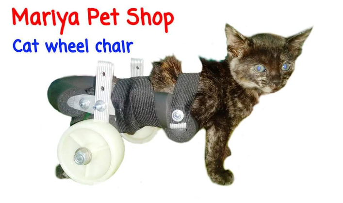 Cat wheelchair